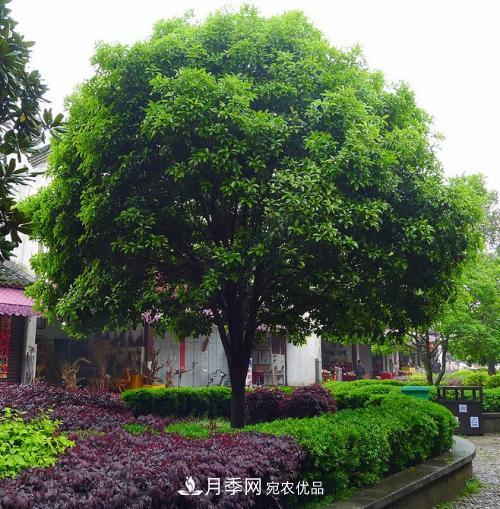 精品叢生苗木，未來發(fā)展?jié)摿Υ?圖2)