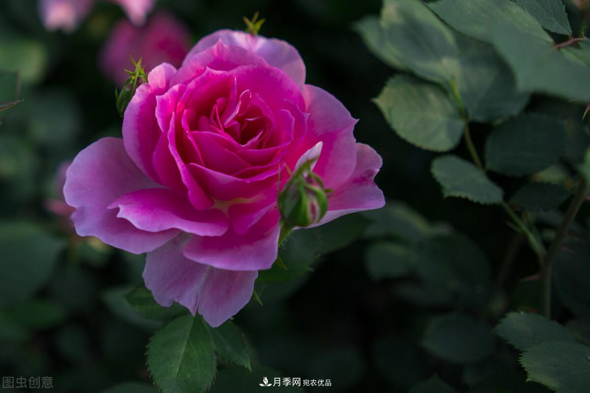 南北“公認(rèn)”好養(yǎng)的月季，12個(gè)品種，喜歡就種起來(圖1)