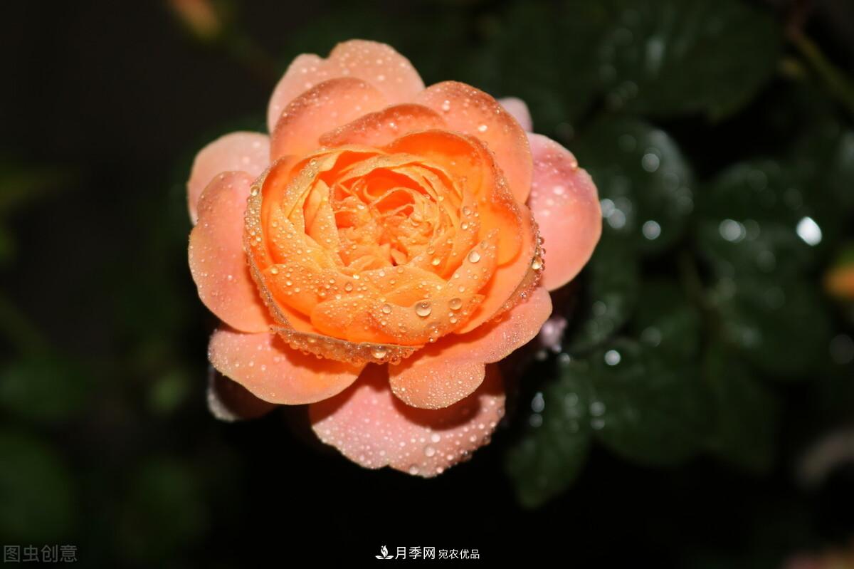 南北“公認(rèn)”好養(yǎng)的月季，12個(gè)品種，喜歡就種起來(圖2)