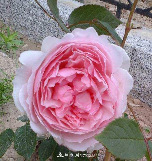 南北“公認(rèn)”好養(yǎng)的月季，12個(gè)品種，喜歡就種起來(圖9)