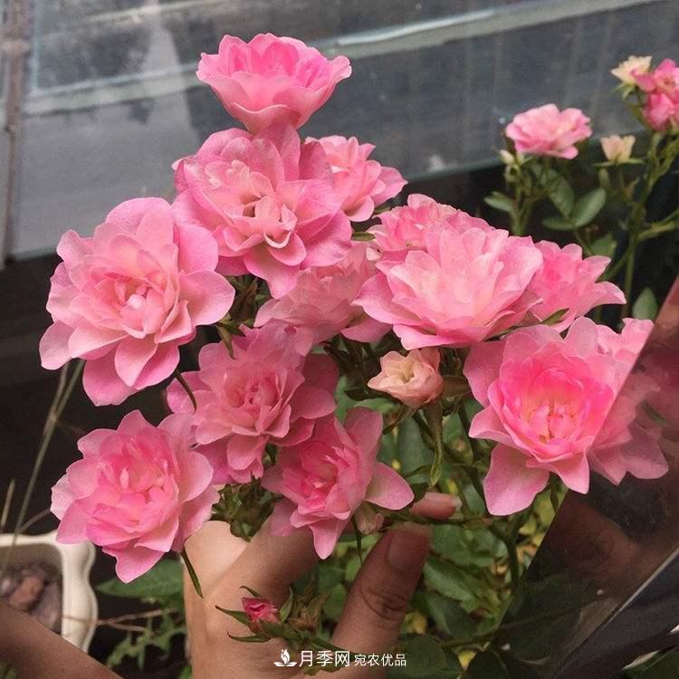 南北“公認(rèn)”好養(yǎng)的月季，12個(gè)品種，喜歡就種起來(圖12)