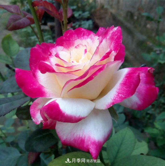 南北“公認(rèn)”好養(yǎng)的月季，12個(gè)品種，喜歡就種起來(圖13)