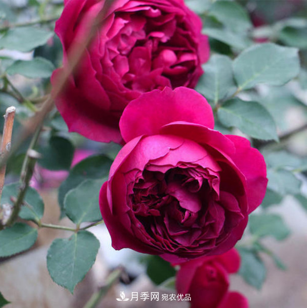 南北“公認(rèn)”好養(yǎng)的月季，12個(gè)品種，喜歡就種起來(圖10)