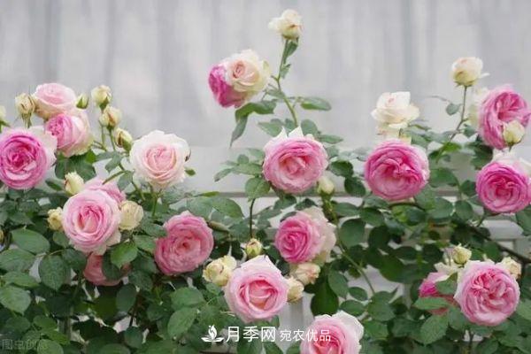 南方地區(qū)為什么養(yǎng)不好藤本月季？3個原因，各個都很“致命”(圖1)