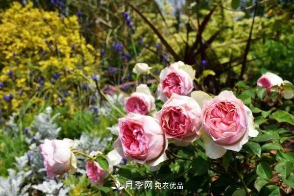 南方地區(qū)為什么養(yǎng)不好藤本月季？3個原因，各個都很“致命”(圖4)