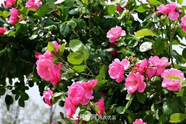 南方地區(qū)為什么養(yǎng)不好藤本月季？3個原因，各個都很“致命”(圖5)