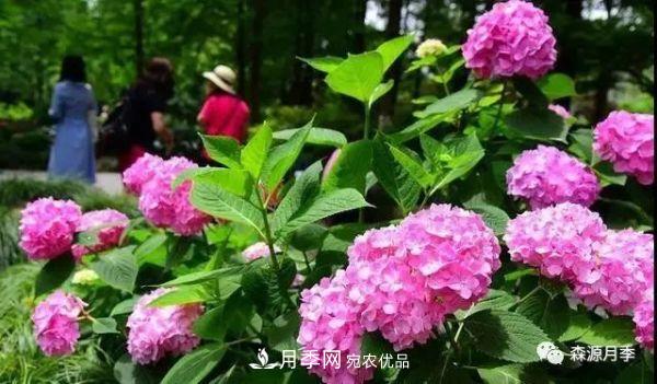 月季天冷后怎么養(yǎng)？月季花能開(kāi)爆盆嗎？具體怎么養(yǎng)護(hù)呢？(圖2)