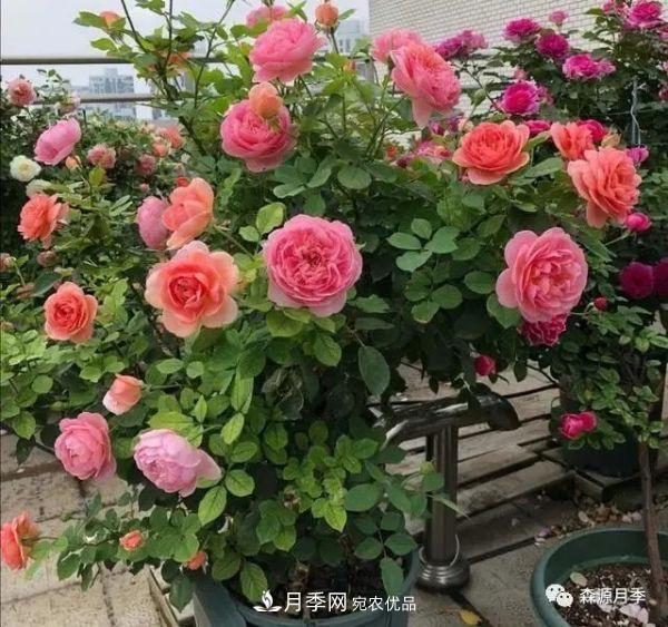 月季天冷后怎么養(yǎng)？月季花能開(kāi)爆盆嗎？具體怎么養(yǎng)護(hù)呢？(圖1)