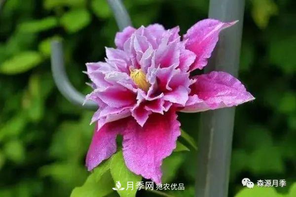 月季天冷后怎么養(yǎng)？月季花能開(kāi)爆盆嗎？具體怎么養(yǎng)護(hù)呢？(圖3)