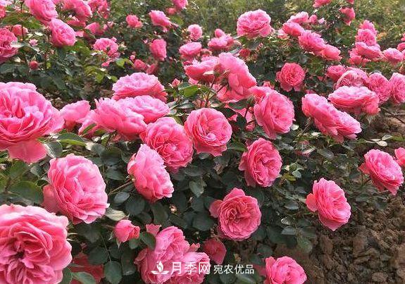 3種花，分別是花中之王、花中之相、花中皇后，哪種才***美的花(圖3)