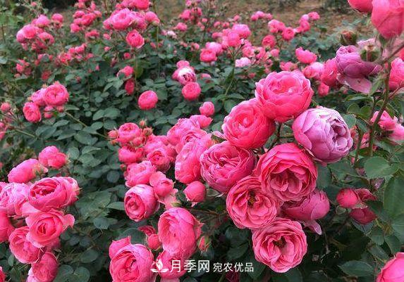 3種花，分別是花中之王、花中之相、花中皇后，哪種才***美的花(圖4)