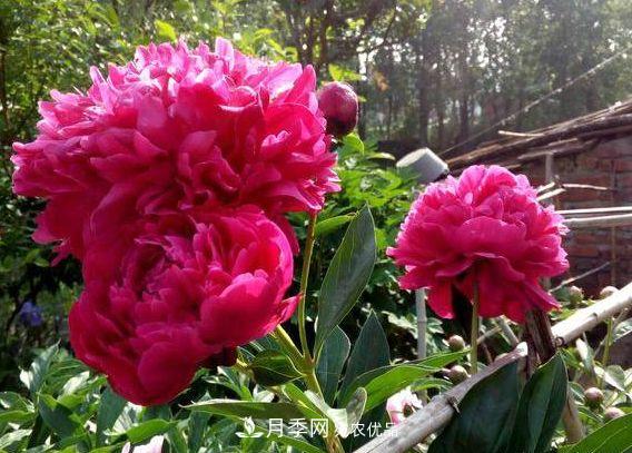 3種花，分別是花中之王、花中之相、花中皇后，哪種才***美的花(圖2)
