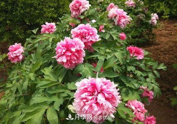 3種花，分別是花中之王、花中之相、花中皇后，哪種才***美的花(圖1)