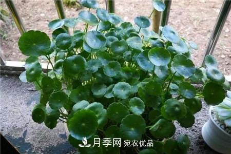 夏天亂澆水，月季多肉…澆一盆死一盆！(圖4)