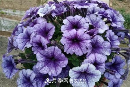 夏天亂澆水，月季多肉…澆一盆死一盆！(圖7)