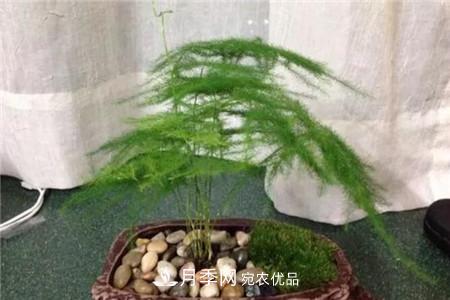 夏天亂澆水，月季多肉…澆一盆死一盆！(圖8)