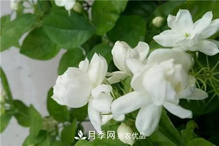 夏天亂澆水，月季多肉…澆一盆死一盆！(圖6)