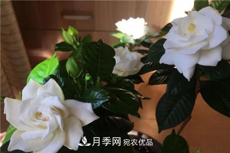 夏天亂澆水，月季多肉…澆一盆死一盆！(圖2)
