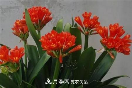 夏天亂澆水，月季多肉…澆一盆死一盆！(圖5)