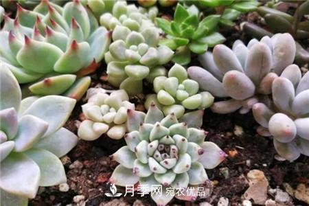 夏天亂澆水，月季多肉…澆一盆死一盆！(圖3)