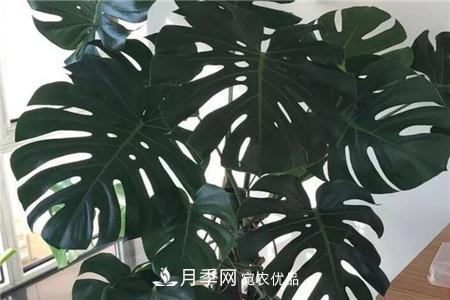 夏天亂澆水，月季多肉…澆一盆死一盆！(圖12)