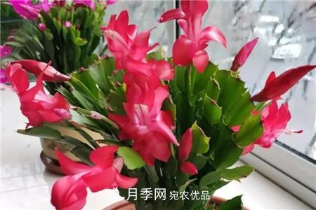 夏天亂澆水，月季多肉…澆一盆死一盆！(圖11)