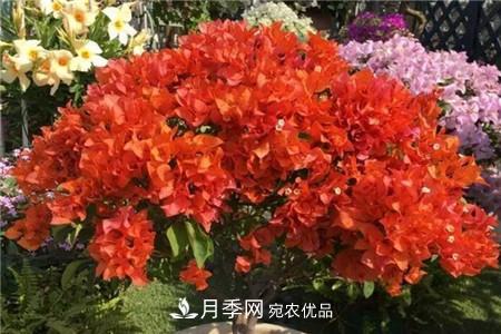 夏天亂澆水，月季多肉…澆一盆死一盆！(圖10)