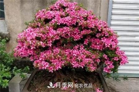夏天亂澆水，月季多肉…澆一盆死一盆！(圖9)