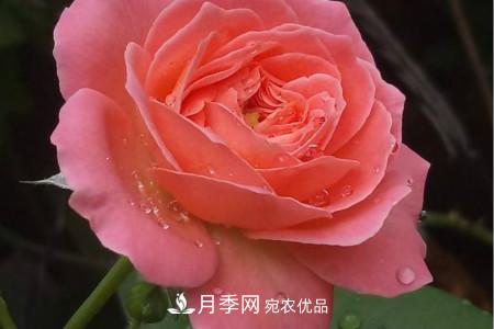 月季花冬天怎么過冬，冬天怎么剪枝(圖2)