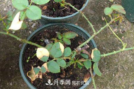 月季花冬天怎么過冬，冬天怎么剪枝(圖1)