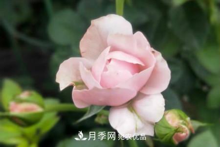 月季花冬天怎么過冬，冬天怎么剪枝(圖3)