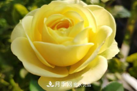 奶油龍沙月季是藤本還是灌木，怎么養(yǎng)？(圖3)