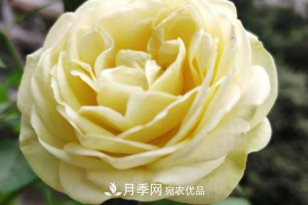 奶油龍沙月季是藤本還是灌木，怎么養(yǎng)？(圖2)