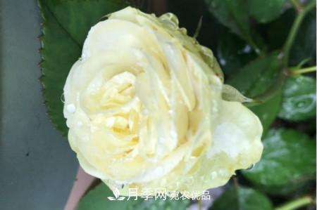 奶油龍沙月季是藤本還是灌木，怎么養(yǎng)？(圖1)