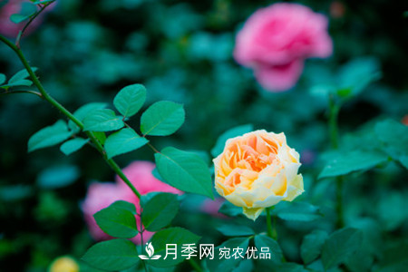 藤本月季怎么搭架子，怎么牽引？(圖2)