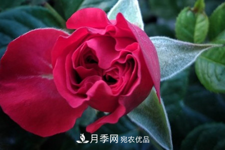 藤本月季怎么搭架子，怎么牽引？(圖3)