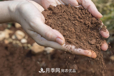 甜蜜馬車(chē)微型月季的養(yǎng)殖方法(圖1)