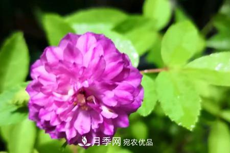 甜蜜馬車(chē)微型月季的養(yǎng)殖方法(圖2)