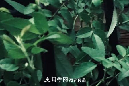 甜蜜馬車(chē)微型月季的養(yǎng)殖方法(圖3)