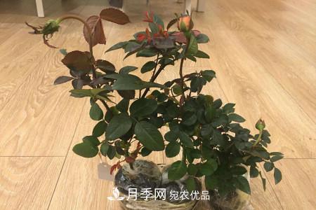 養(yǎng)護(hù)月季小苗要剪掉花苞嗎？(圖1)