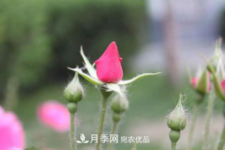 養(yǎng)護(hù)月季小苗要剪掉花苞嗎？(圖2)