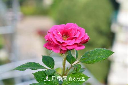 老樁月季/古樁月季移栽注意事項(xiàng)！(圖2)