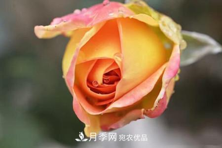 老樁月季/古樁月季移栽注意事項(xiàng)！(圖1)