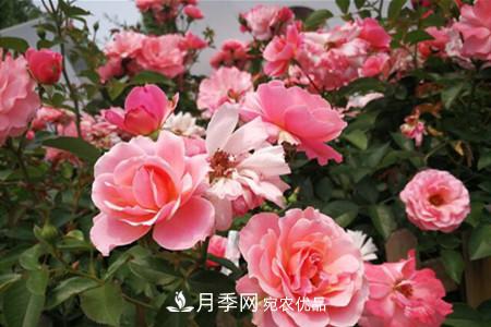 老樁月季/古樁月季移栽注意事項(xiàng)！(圖3)