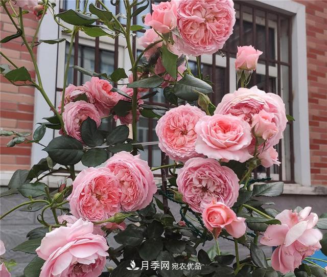 想要月季秋天爆花？9月養(yǎng)護(hù)很關(guān)鍵！做好這3點(diǎn)一盆開出幾十朵花(圖2)