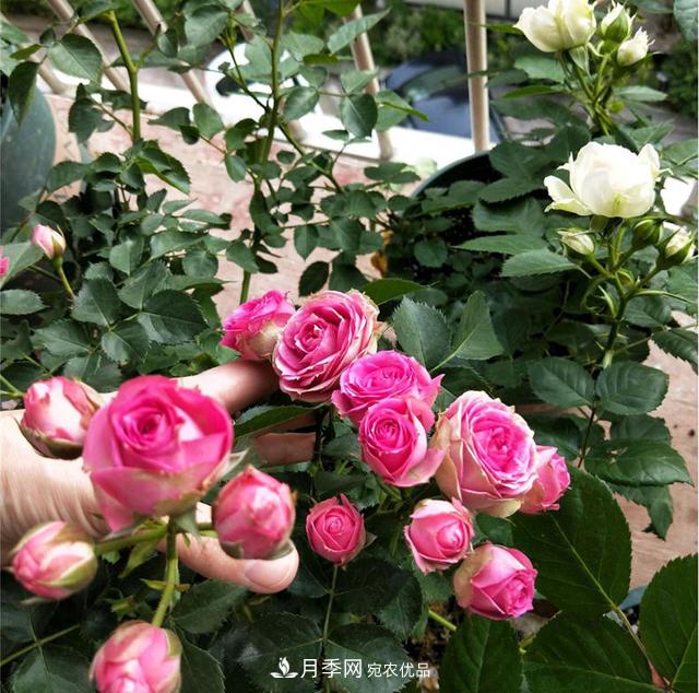 想要月季秋天爆花？9月養(yǎng)護(hù)很關(guān)鍵！做好這3點(diǎn)一盆開出幾十朵花(圖4)