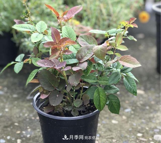 想要月季秋天爆花？9月養(yǎng)護(hù)很關(guān)鍵！做好這3點(diǎn)一盆開出幾十朵花(圖3)