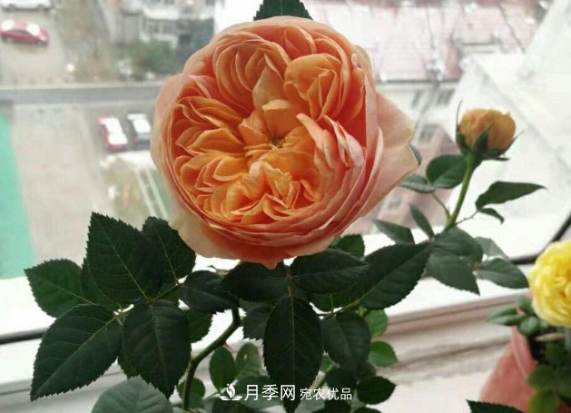 常給月季“施肥”，株型漂亮，花朵大，葉子大又濃綠(圖1)