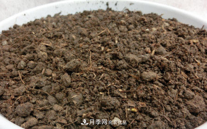 常給月季“施肥”，株型漂亮，花朵大，葉子大又濃綠(圖2)