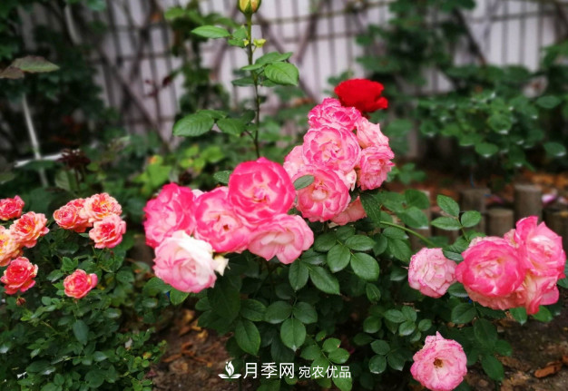 常給月季“施肥”，株型漂亮，花朵大，葉子大又濃綠(圖3)